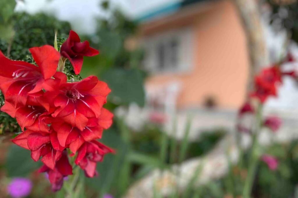 Manuel Apartman Korčula Kültér fotó