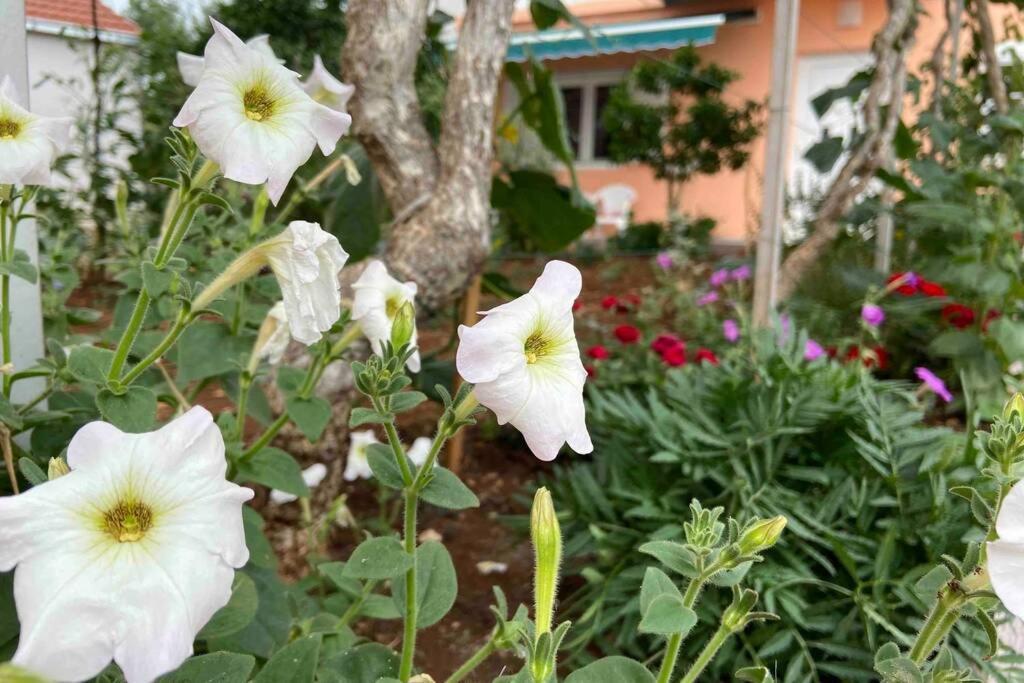 Manuel Apartman Korčula Kültér fotó
